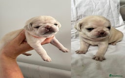 Pug dogs for sale: Gorgeous KC Reg Pug Litter Of 10 - Image 10