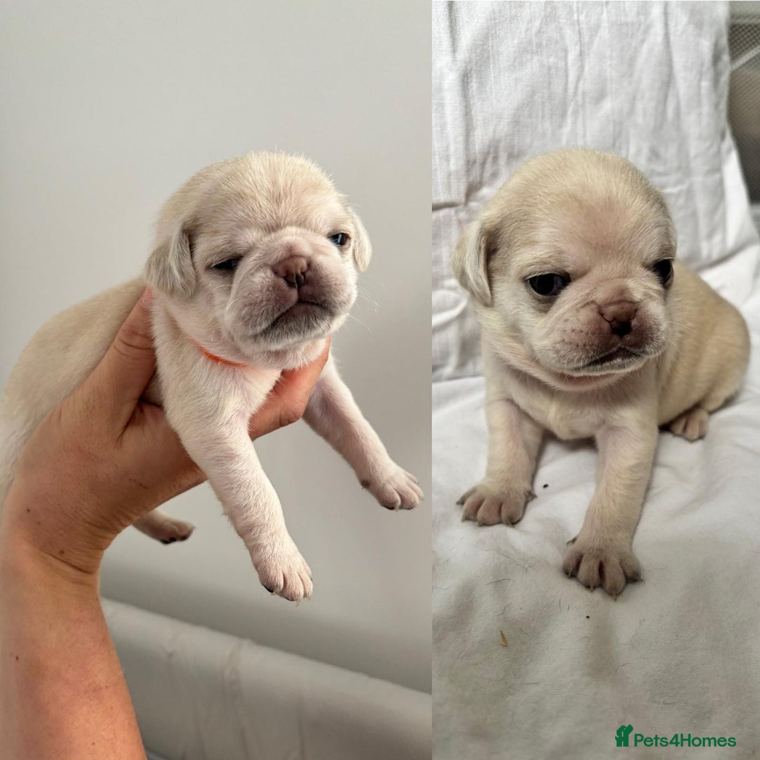 Pug dogs for sale: Gorgeous KC Reg Pug Litter Of 10 - Image 10