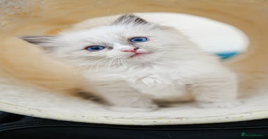 Ragdoll cats - Advert 20