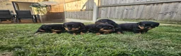 Rottweiler dogs for sale: KC Registered Rottweiler Puppies 4 Beautiful Males in Gainsborough - Advert 14
