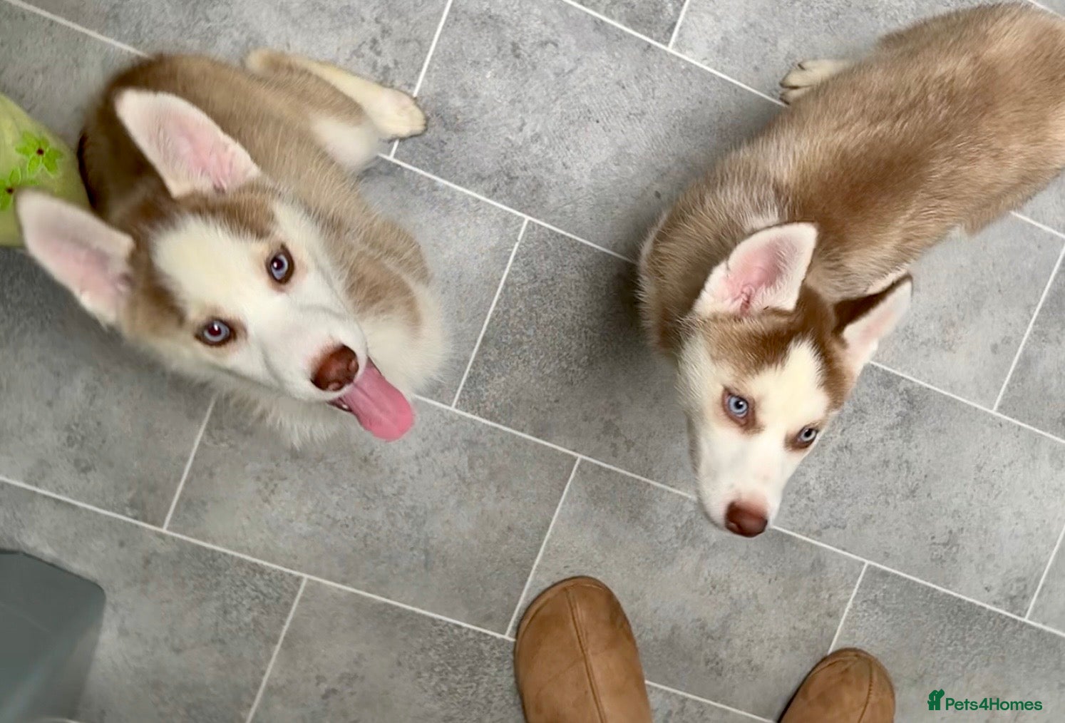 Siberian Husky dogs LAST 2 stunning BOYS! Parents Imported! - Advert 21
