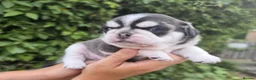 Pug dogs for sale: Royal Blue Litter - Exclusive Showline  - Advert 28