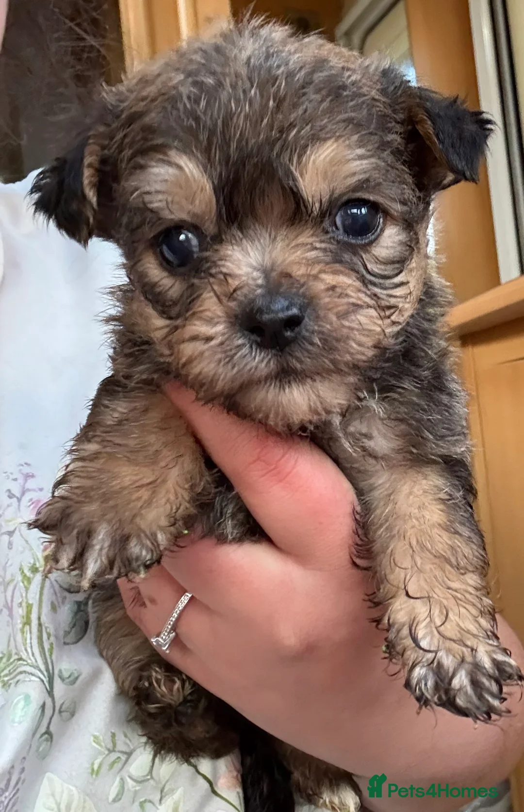 Yorkiepoo dogs for sale: 2 Yorkipoo puppies for sale  - Advert 3