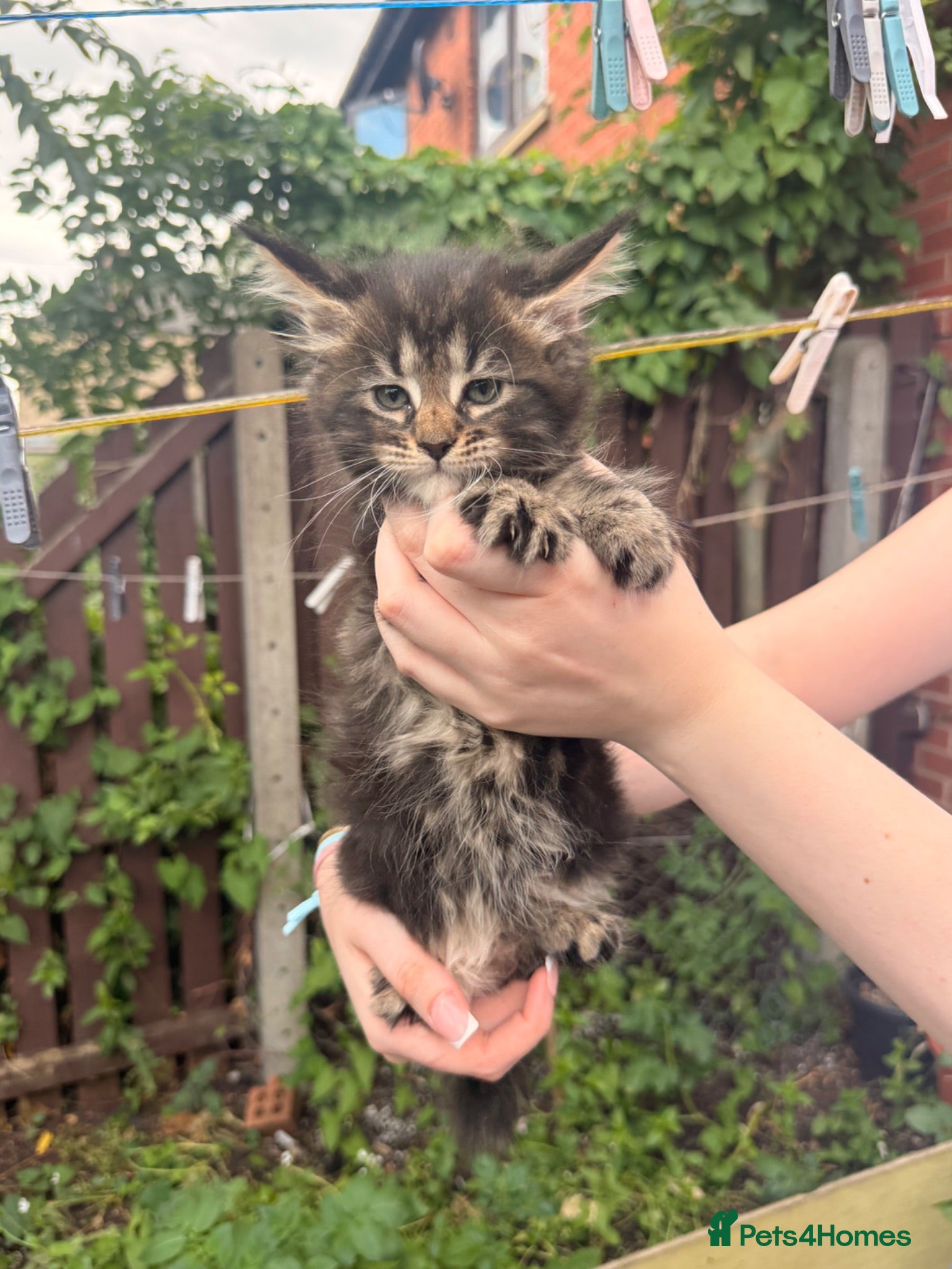 Maine Coon cats XL Russian classic tabby fluffy kittens  - Advert 11