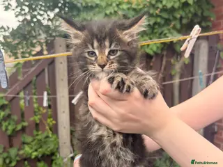 Maine Coon cats XL Russian classic tabby fluffy kittens - Advert 11