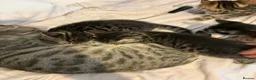 Bengal cats for sale: Bengal Kittens in Croydon - Advert 9