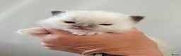 Ragdoll cats for sale: GCCF Ragdoll Kittens Championlines  - Advert 30