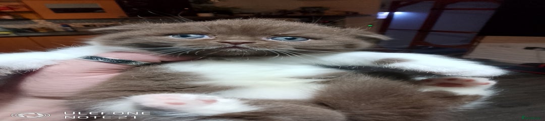 British Shorthair fold