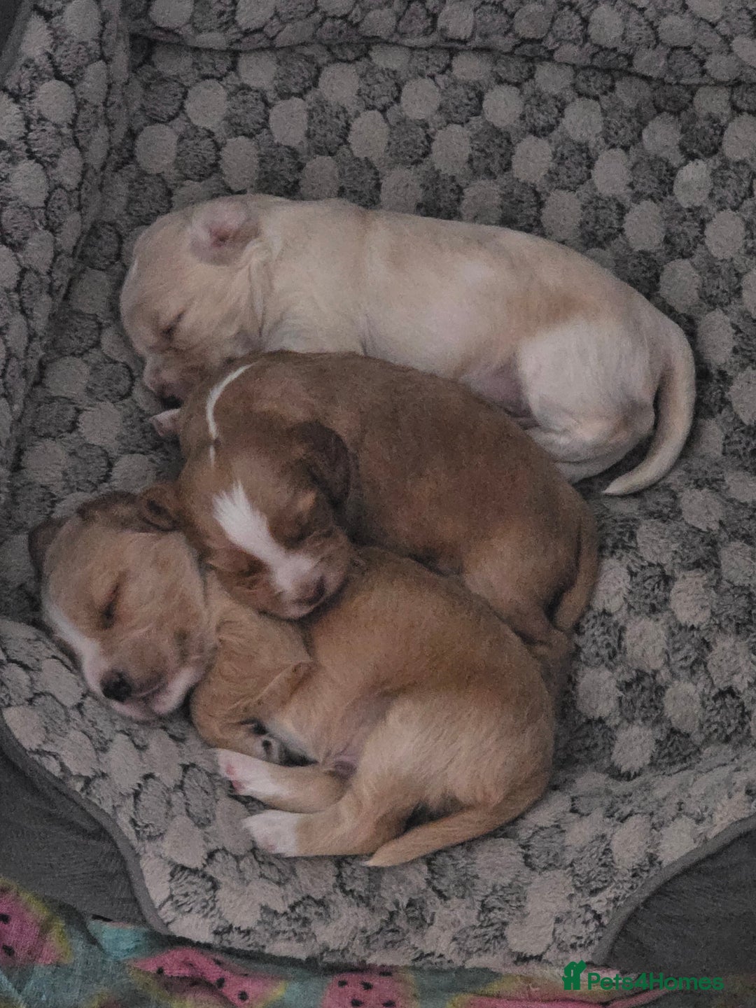 Mixed Breed dogs for sale: Gorgeous cavachon cocker spaniel puppies - Image 2