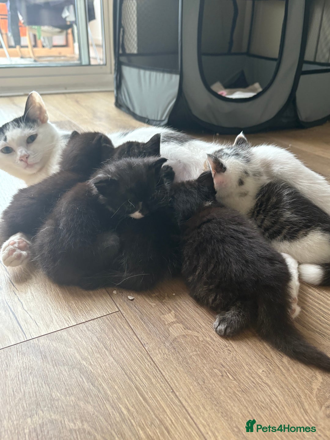 Mixed Breed cats for sale: Gorgeous, tan, black, grey Tabby Male Kitten 🐱  - Image 5