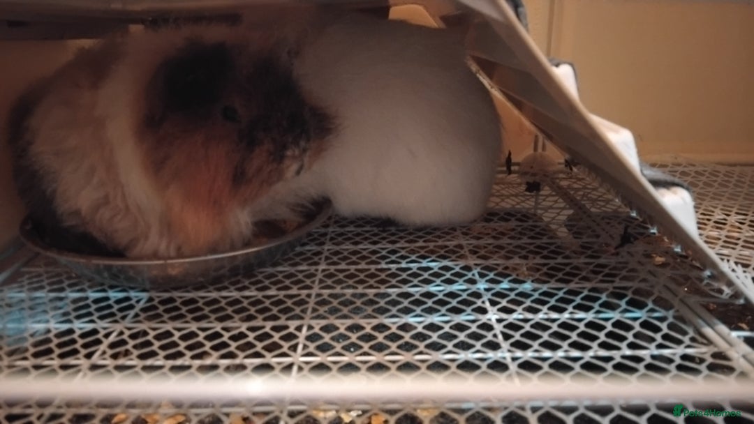 Guinea Pig rodents for sale: Guinea pigs for swaps - Advert 2