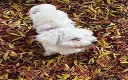 Maltipoo dogs for sale: Adorable 7 Month Old Maltipoo Puppies - Image 5