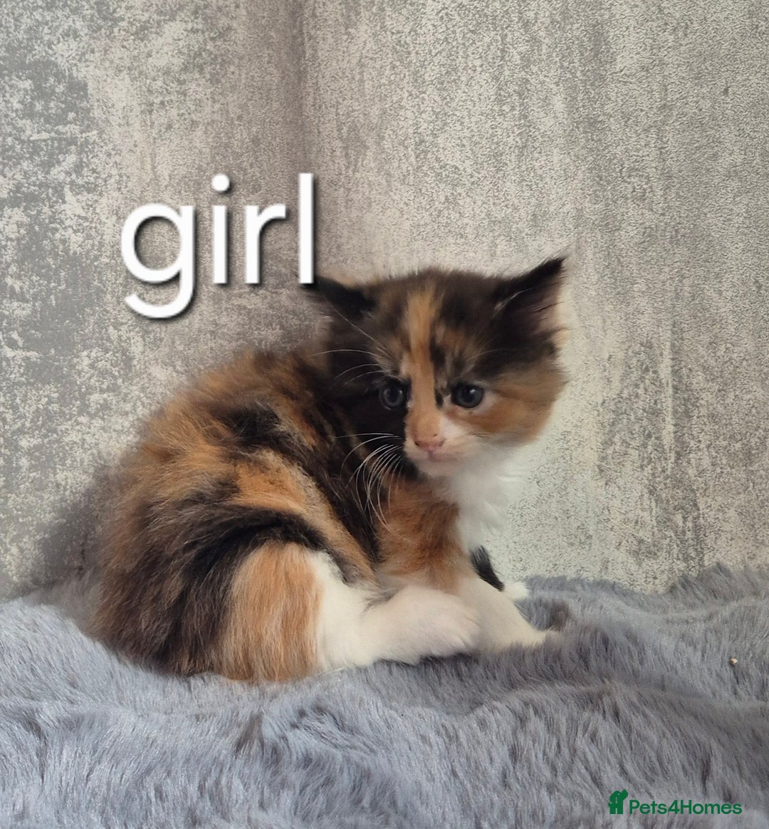 Maine Coon cats for sale: 🐱 MAINE COON KITTENS 🐱 - Image 5