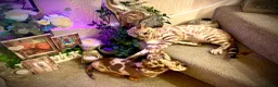 Bengal cats for sale: 2 beautiful benegal sisters  - Advert 8