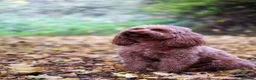 Australian Labradoodle dogs for sale: *Reduced* Australian labradoodle girl  - Advert 11