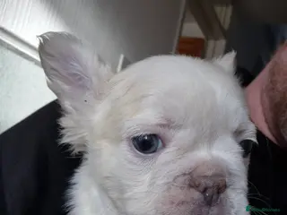 French Bulldog dogs Kc registered fluffy French Bulldog - Advert 14