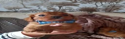 Cavapoo dogs for sale: Fb1 cavapoo  - Advert 10