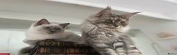 Maine Coon cats for sale: Registered pedigree maine coon for sale - Advert 14