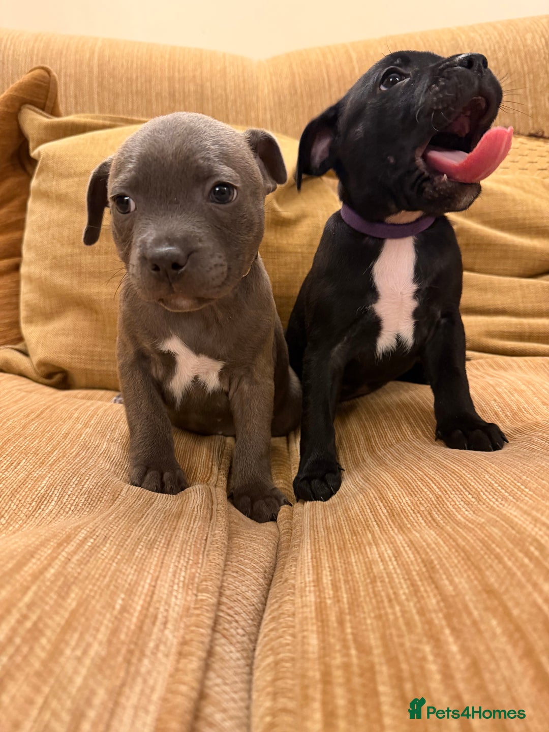 Staffordshire Bull Terrier dogs for sale: Health Tested Clear Staffordshire Bull Terrier's - Advert 2