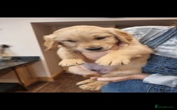 Golden Retriever dogs for stud: EXTENSIVELY HEALTH TESTED, KC Reg PROVEN in Bishop Auckland - Image 9