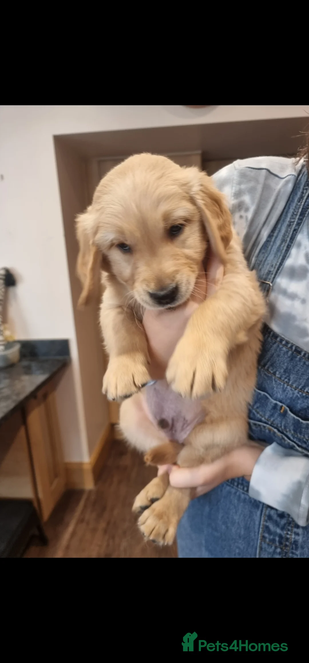 Golden Retriever dogs for stud: EXTENSIVELY HEALTH TESTED, KC Reg PROVEN in Bishop Auckland - Advert 9