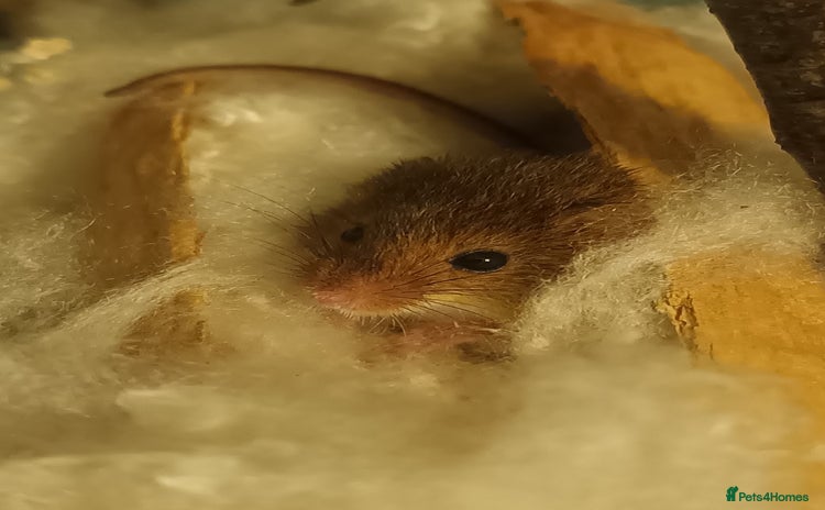 Mouse rodents Harvest mice for sale, Newcastle upon Tyne - Advert 1