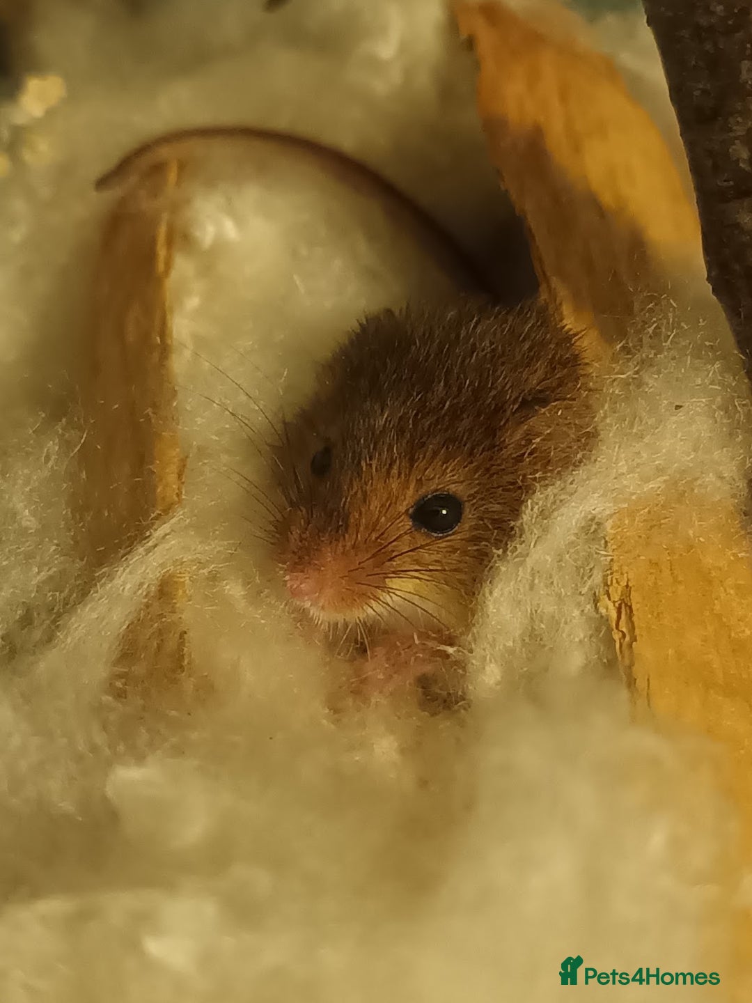 Mouse rodents for sale: Harvest mice for sale, Newcastle upon Tyne - Advert 1