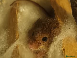 Mouse rodents Harvest mice for sale, Newcastle upon Tyne - Advert 3
