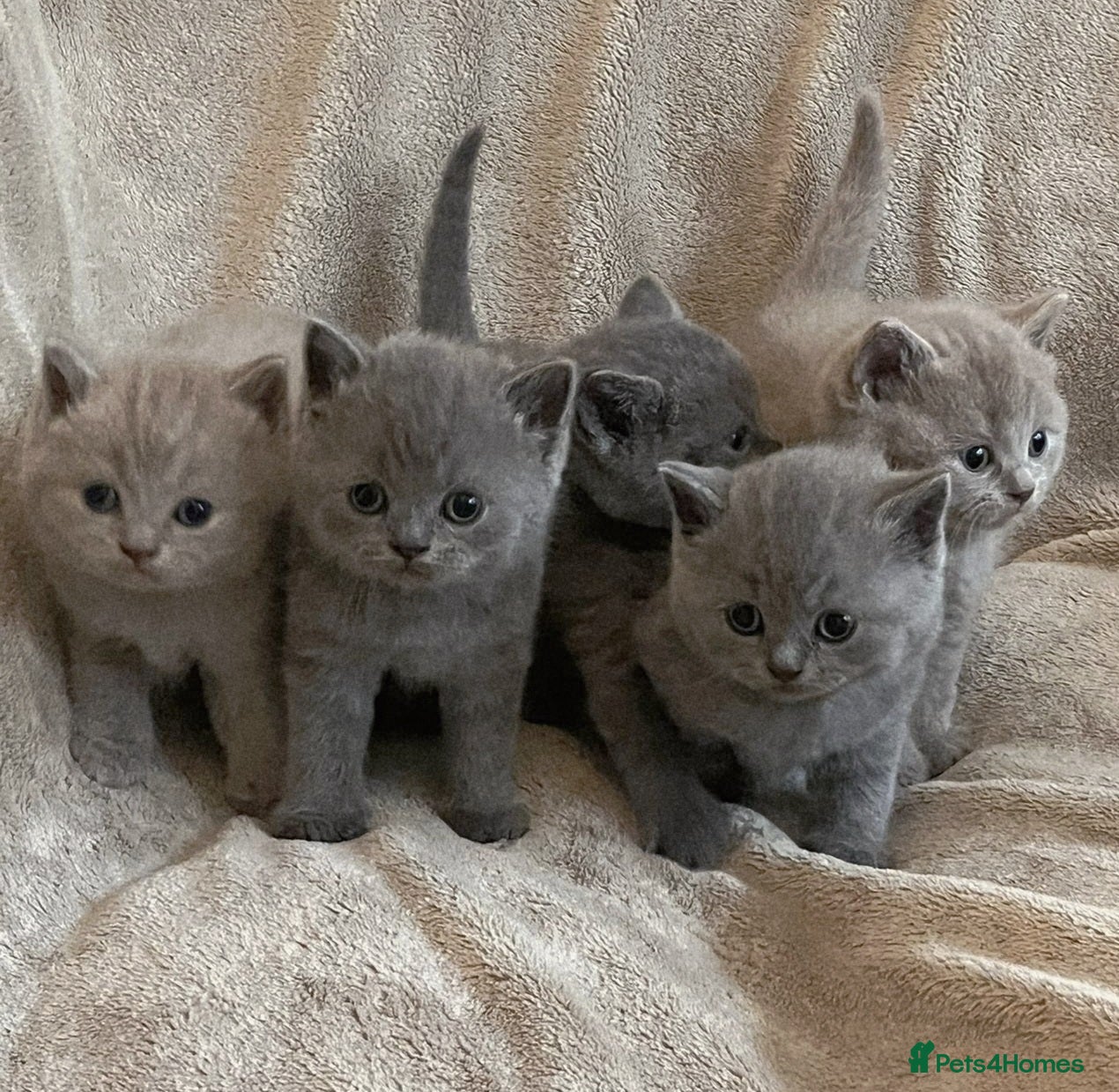 British Shorthair cats Beautiful British Shorthair Kittens - Advert 2