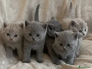 British Shorthair cats Beautiful British Shorthair Kittens - Advert 2