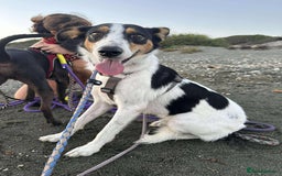 Mixed Breed dogs for adoption: Meet Comet – A Loyal Heart Waiting for His Chance - Image 3
