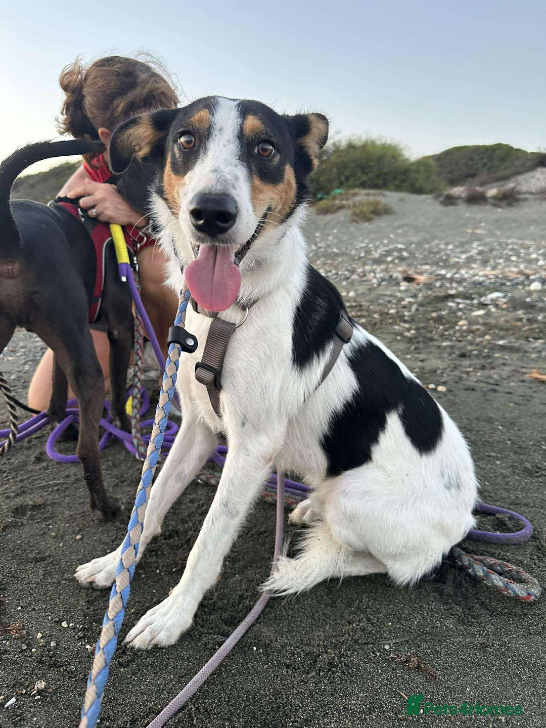 Mixed Breed dogs for adoption: Meet Comet – A Loyal Heart Waiting for His Chance - Image 3
