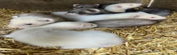 Ferret rodents for sale: Baby kits (Ferrets)  in Haywards Heath - Advert 2