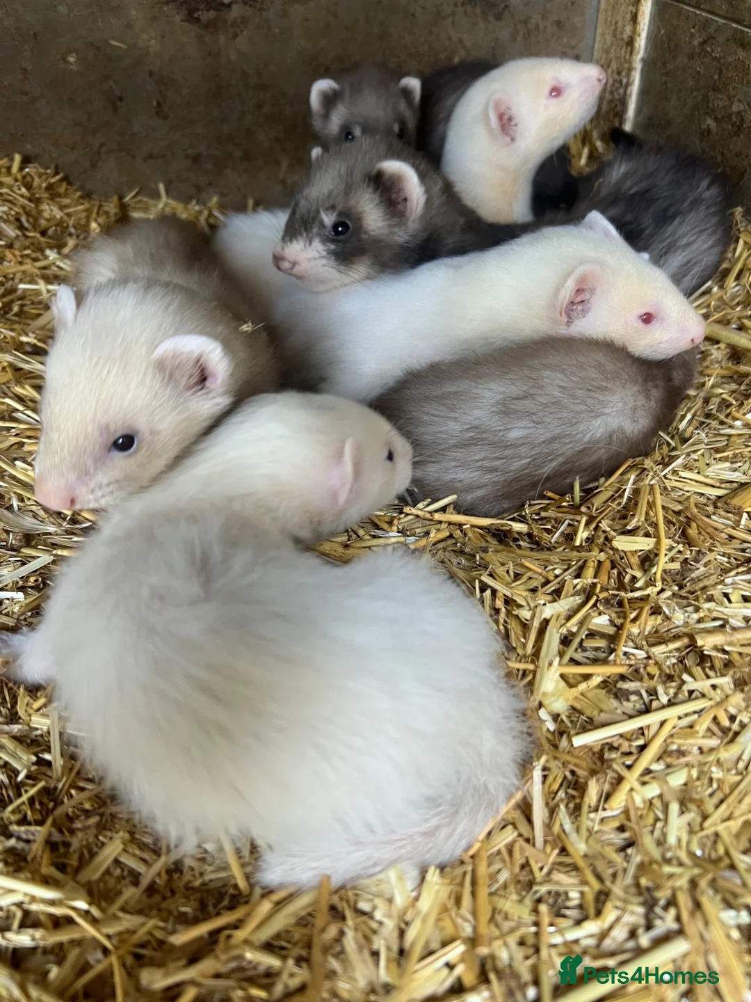 Ferret rodents for sale: Baby kits (Ferrets)  in Haywards Heath - Advert 2