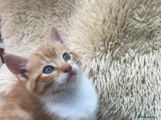 Mixed Breed cats Gorgeous ginger kittens - Advert 2