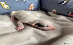 English Bull Terrier dogs for sale: English bull terrier puppy’s  - Image 21