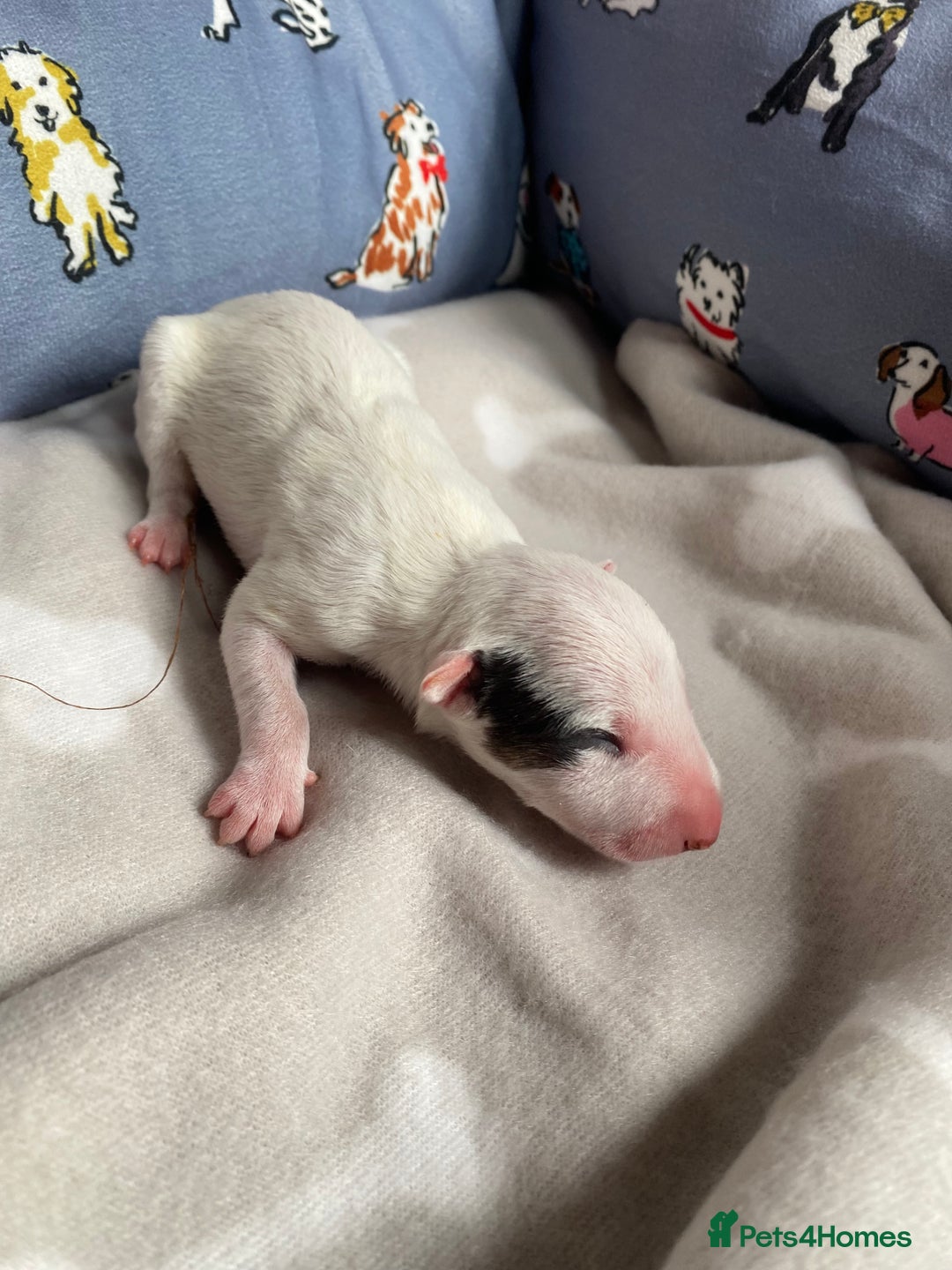 English Bull Terrier dogs for sale: English bull terrier puppy’s  - Image 21