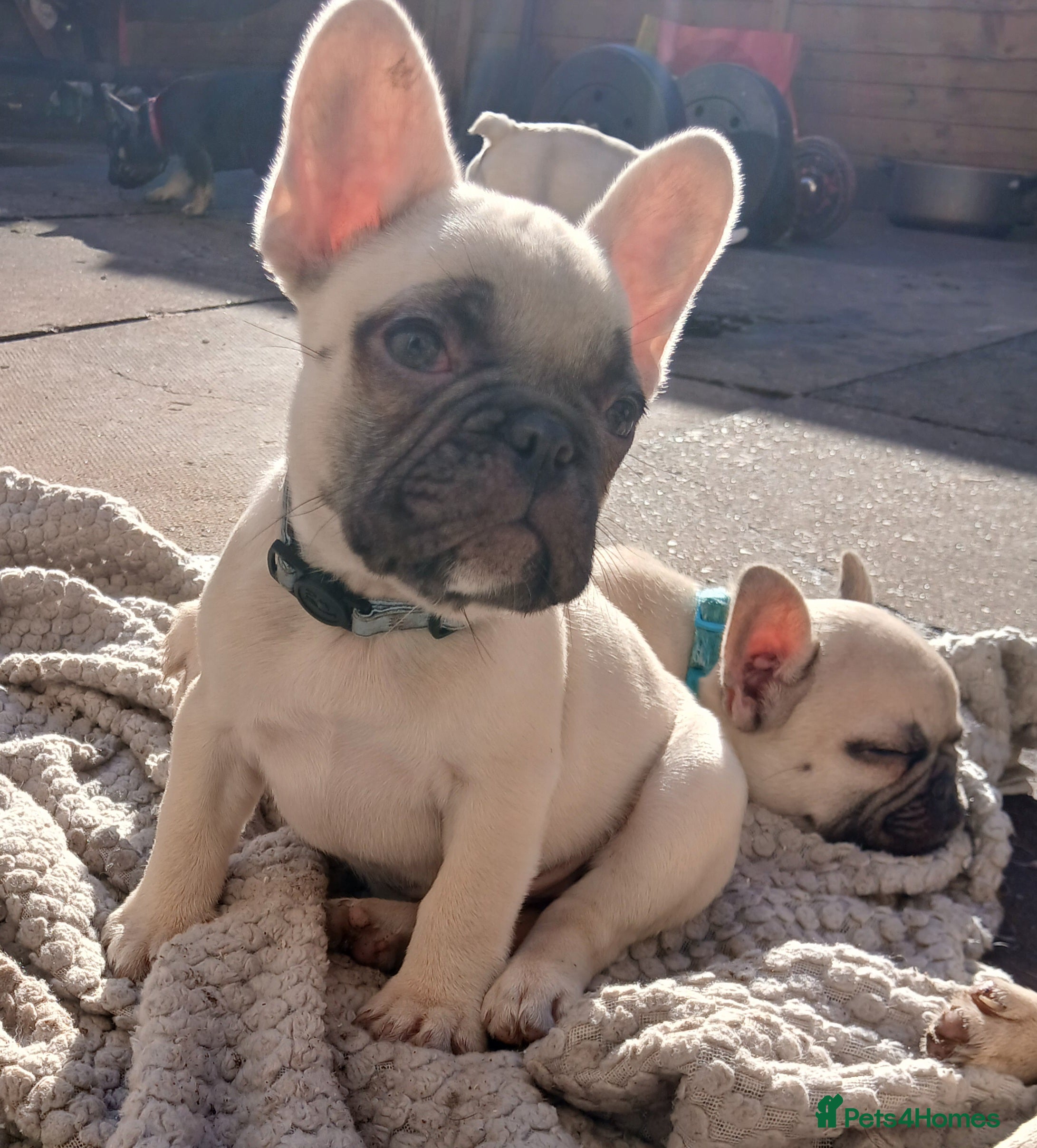 French Bulldog dogs Gorgeous frenchie pups - Advert 9