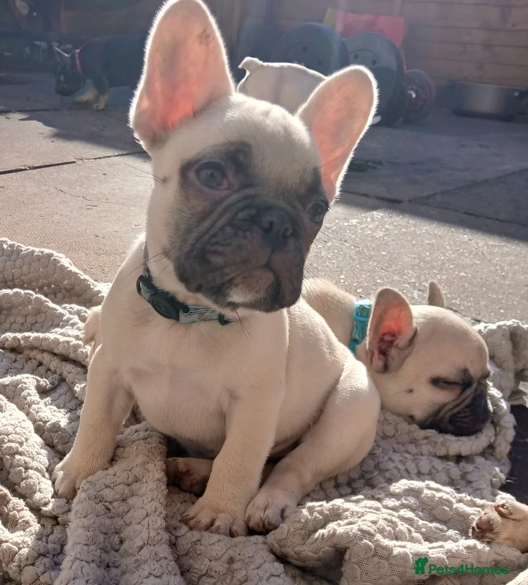 French Bulldog dogs for sale: Gorgeous frenchies. 3 girls left - Advert 2