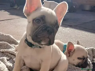 French Bulldog dogs Gorgeous frenchie pups - Advert 9