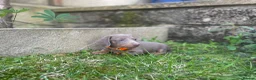 Miniature Dachshund dogs for sale: Miniature dachshund boys and girls  - Advert 13