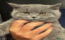 British Shorthair cats for sale: 1 left Stunning British shorthair kittens - Image 17