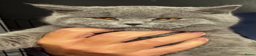 British Shorthair Kitten 2