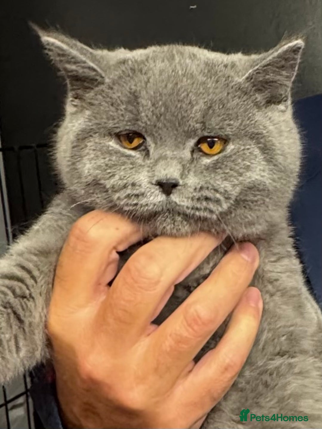 British Shorthair cats for sale: 1 left Stunning British shorthair kittens - Image 17