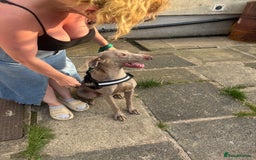Weimaraner dogs for sale: Beautiful weimanaer bitch - Image 4