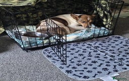 Mixed Breed dogs for adoption: Nutty Nula - Image 2