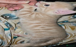 Mixed Breed cats for sale: 5 Bengal x Kittens–Glitter Coats,Beautiful Colours - Advert 19