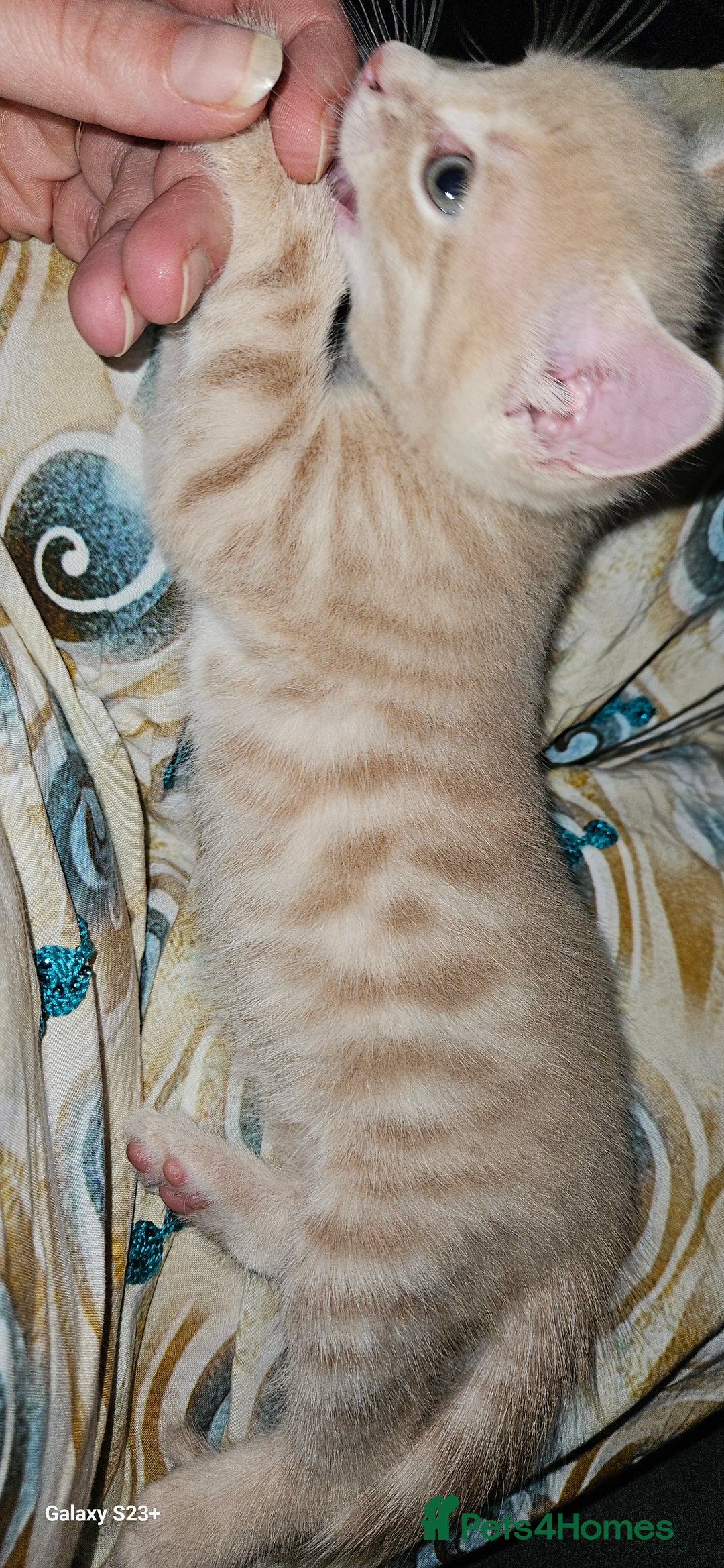 Mixed Breed cats for sale: 5 Bengal x Kittens–Glitter Coats,Beautiful Colours - Advert 19