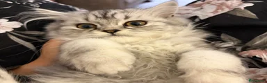 Persian 1