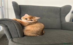 British Shorthair cats for sale: 💚❤️TICA British Shorthair 2 Kittens - Image 12